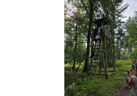 Wald und Heilpflanzen erkunden